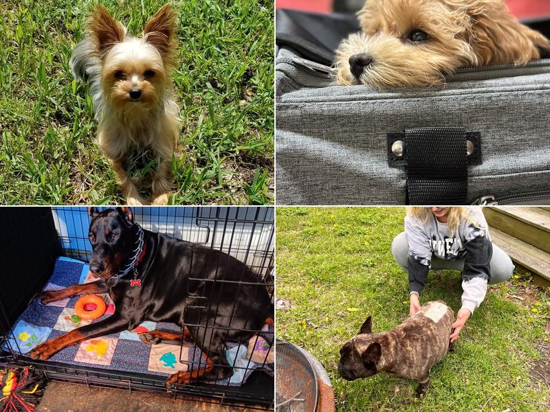 Bush Veterinary Neurology Service (BVNS) - Richmond