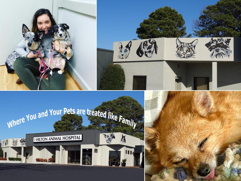 Hilton Animal Hospital