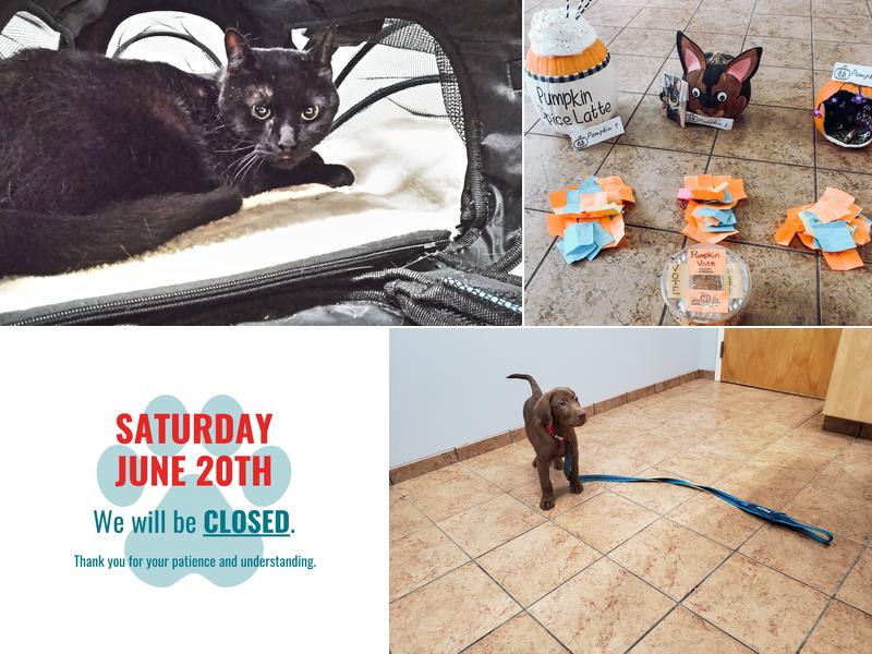 Animal Clinic of Eagle Harbor