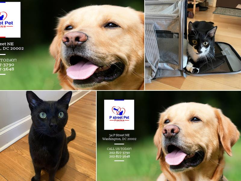 p street pet practice