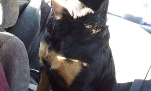 Arenas Valley Animal Clinic 11865 US-180, Arenas Valley New Mexico 88022