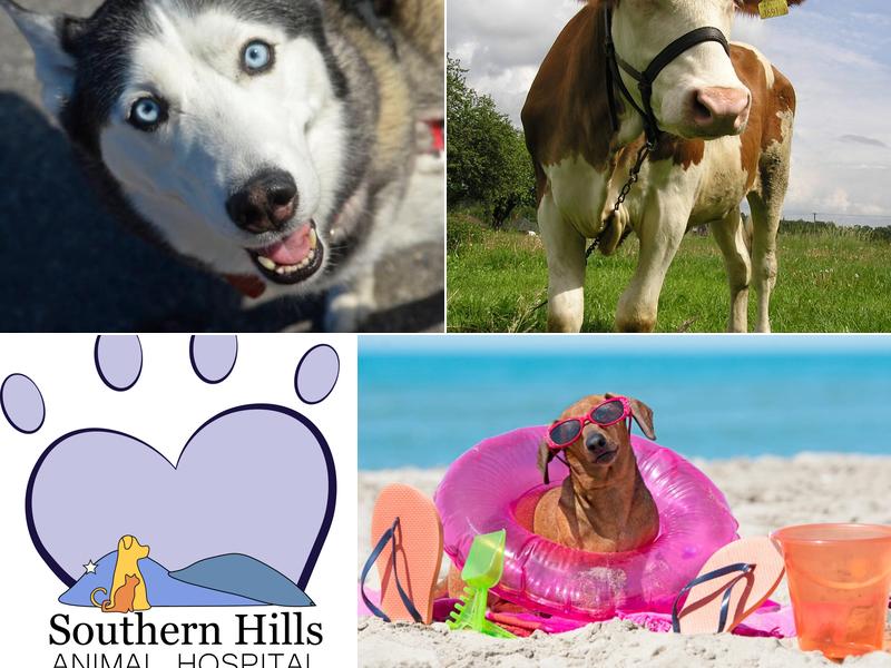 Southern Hills Animal Hospital: Thornton Preston DVM
