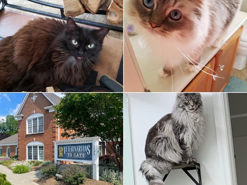 Veterinarians To Cats