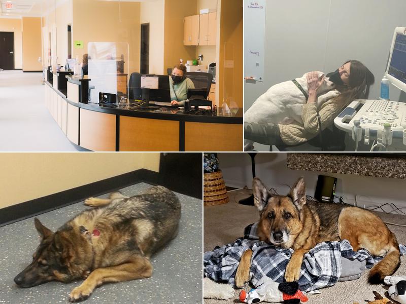 Virginia Veterinary Specialists