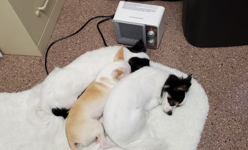 Green Meadows Veterinary Services 13800 Spotswood Trail, Elkton Virginia 22827