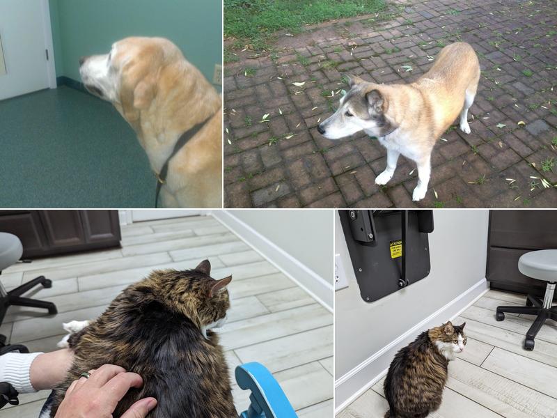 Old Dominion Animal Hospital Charlottesville