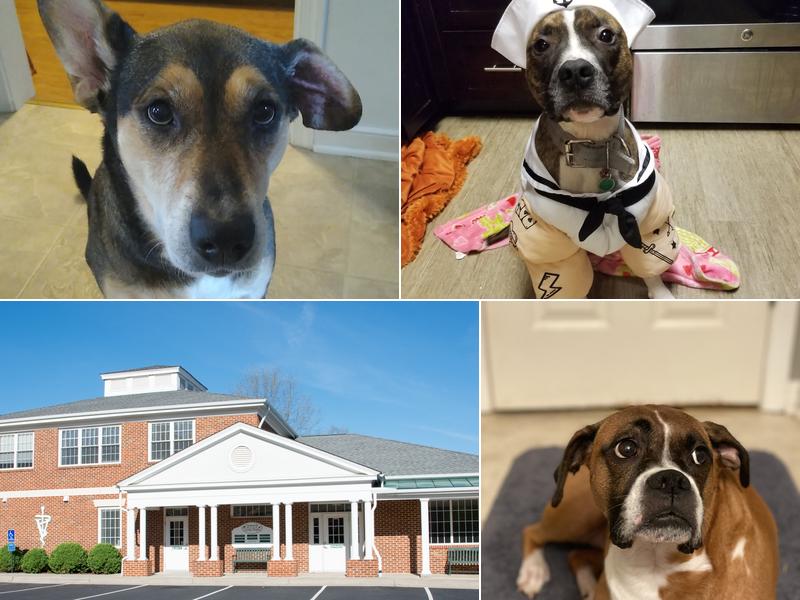 Charlottesville Veterinary Hsp: