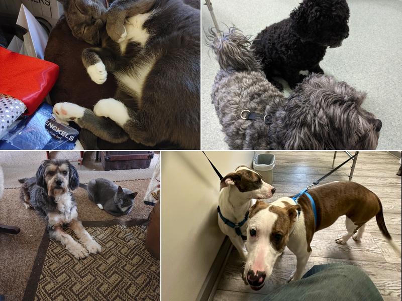 Piedmont Veterinary Service