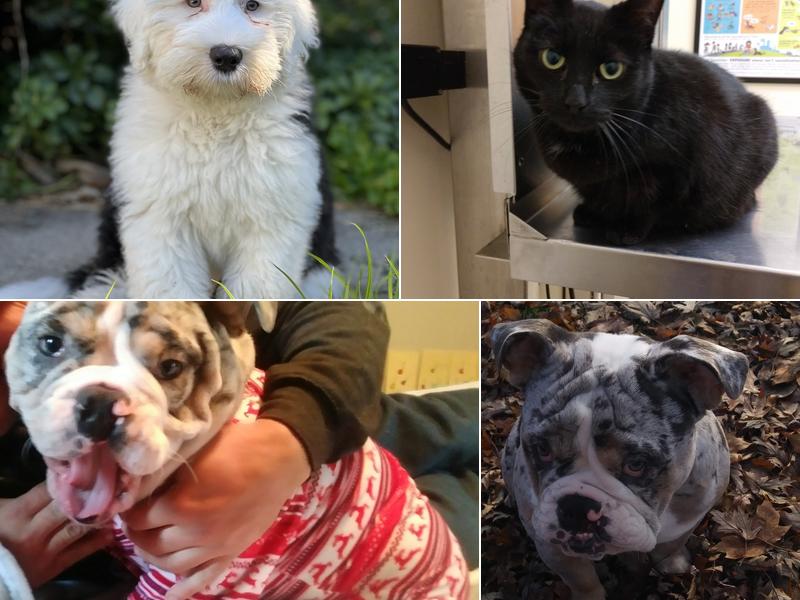 Westfield Veterinary Hospital