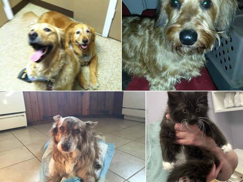 Homeward Bound Veterinary Services