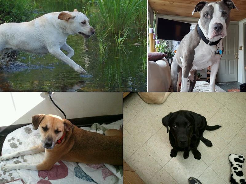 Hope Veterinary Care