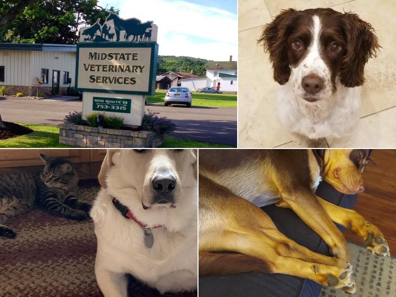 Midstate Veterinary Services