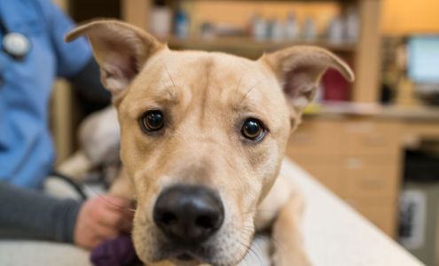 BluePearl Pet Hospital