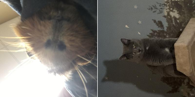 Daniels Jennifer DVM