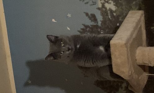 Daniels Jennifer DVM