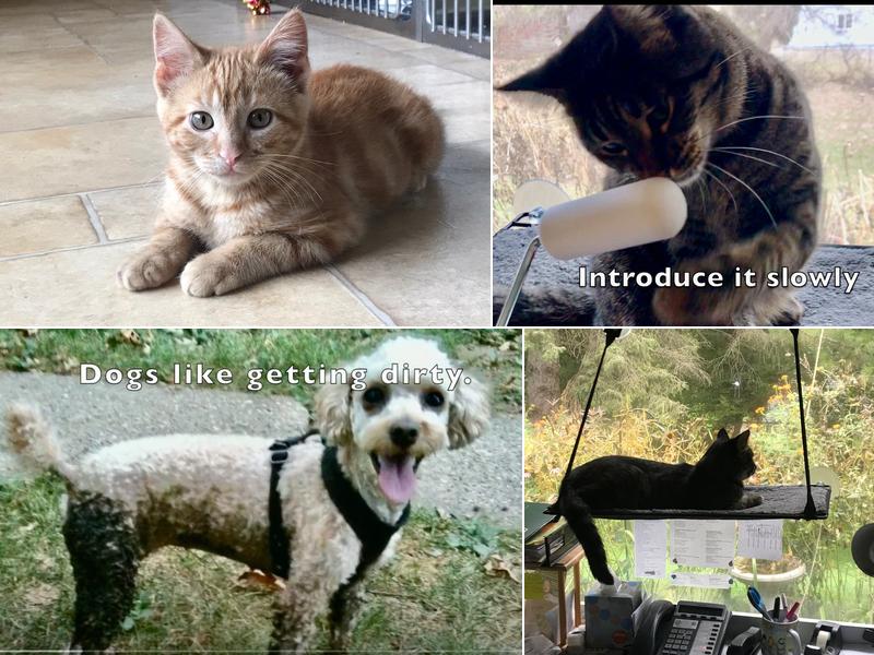 Care Animal Clinic: Jill Kusba, DVM, MS, CCRT, CVA