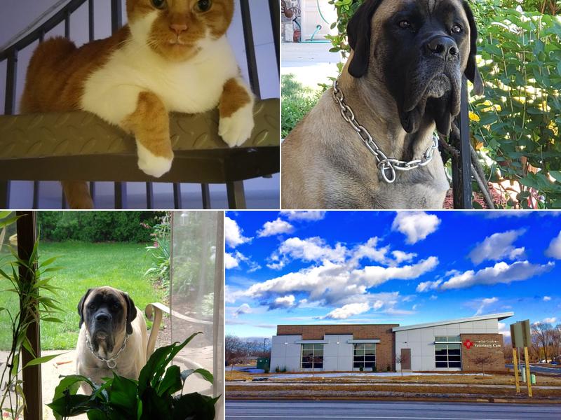 Oak Creek Veterinary Care