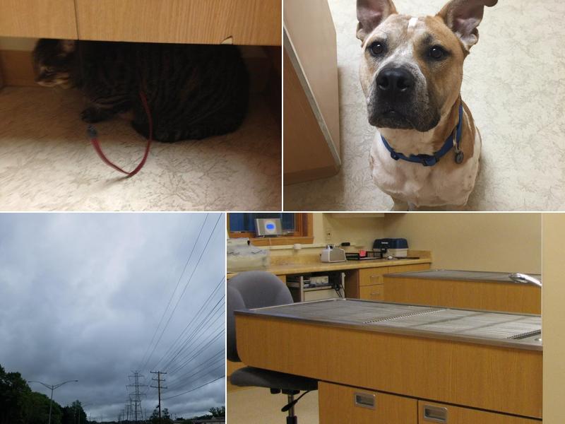 Forest Home Animal Clinic: Laura Bonofiglio, DVM