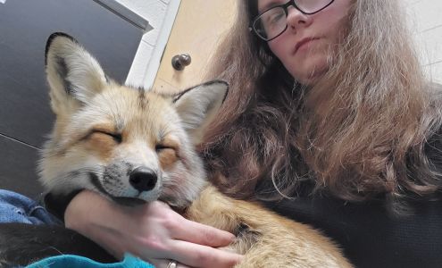 Lange, Randall L DVM