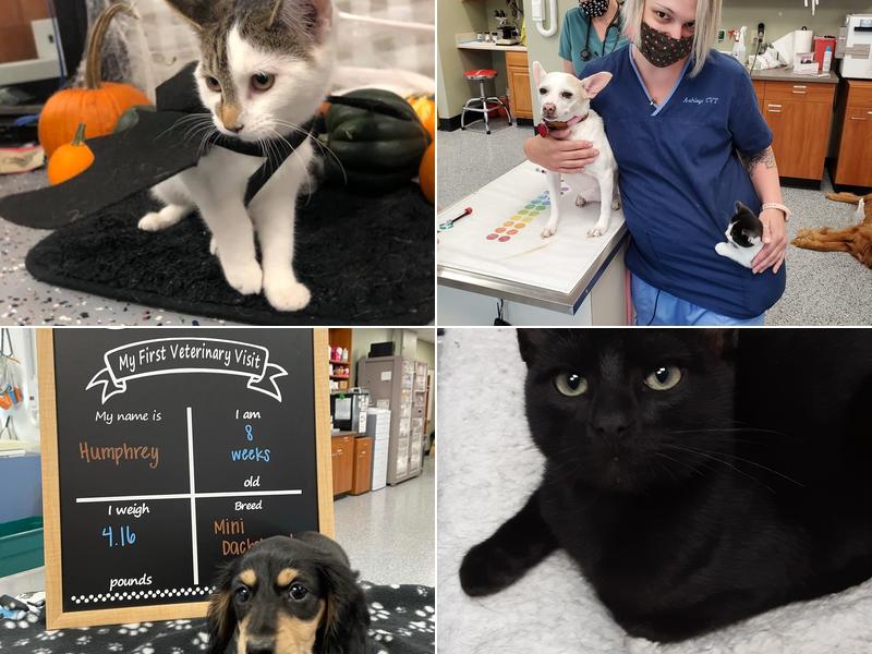 Waunakee Veterinary Clinic: Arnett Wesley DVM