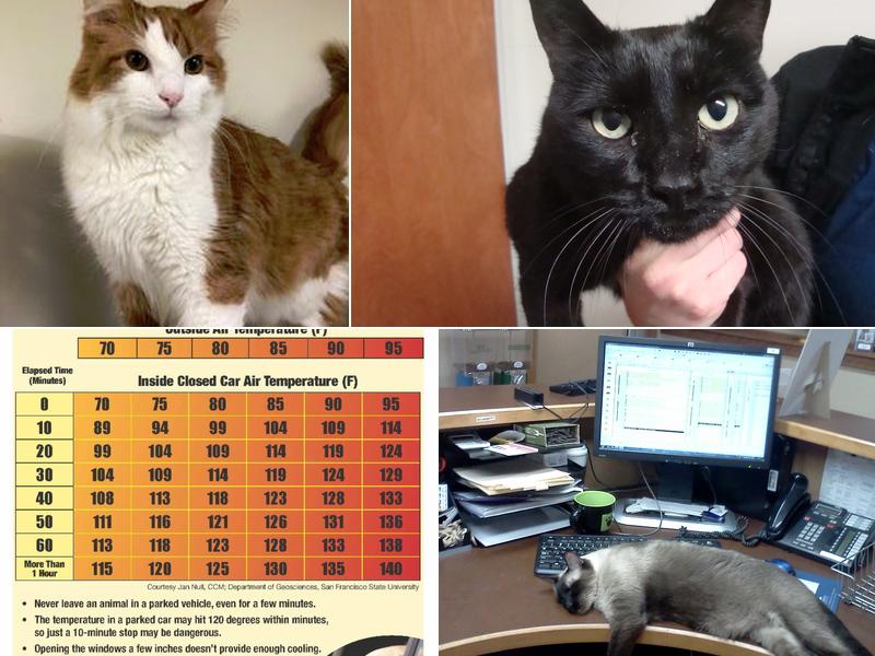 Oregon Veterinary Clinic: Hagen Kerry DVM