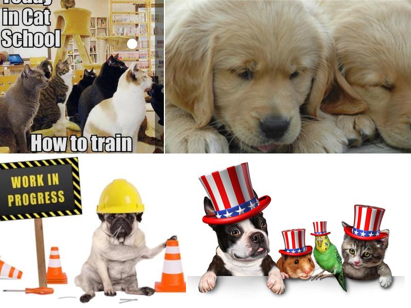 Athens Animal Hospital: Hamilton Shelley R DVM