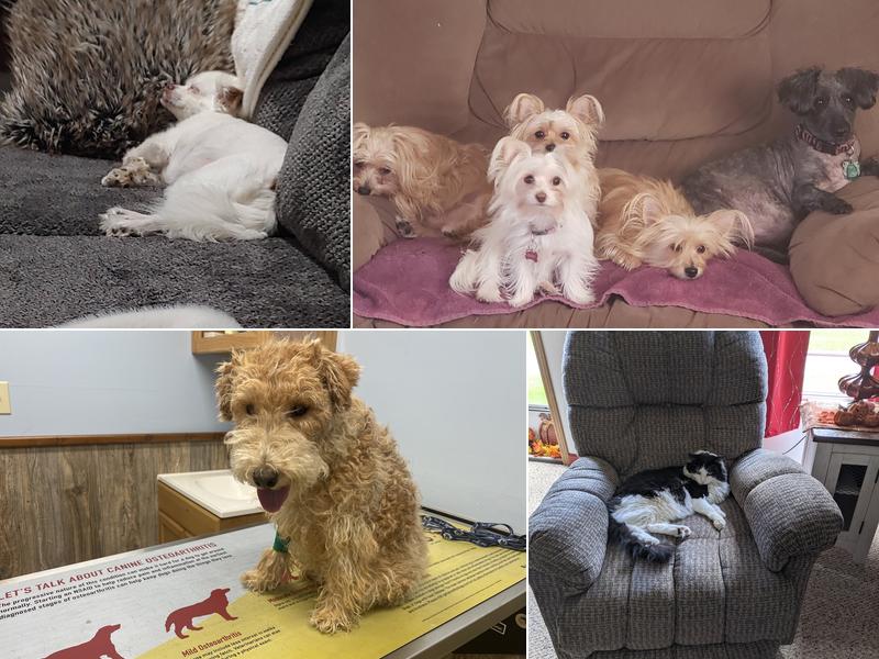 Laurel Hill Veterinary Service, Inc.