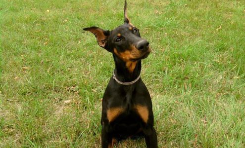 Angelcare Pet Resort