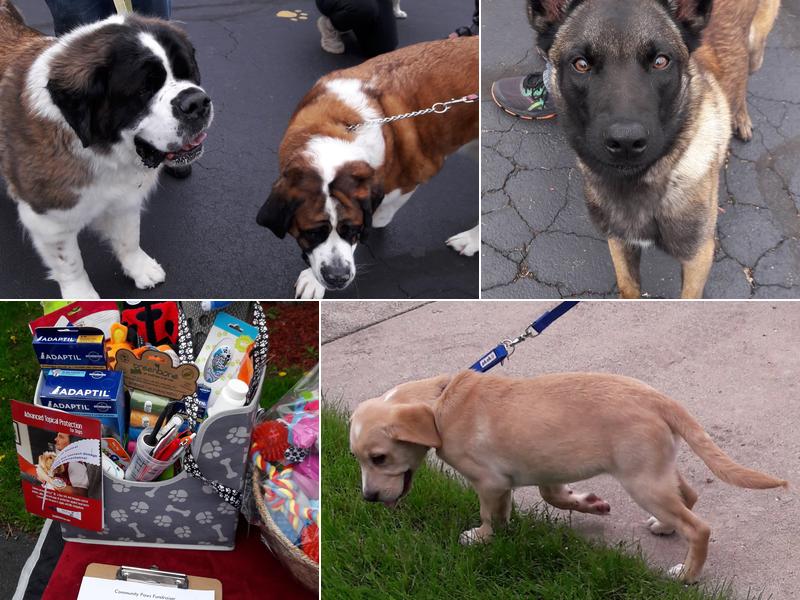 Healing Oasis Veterinary Hospital