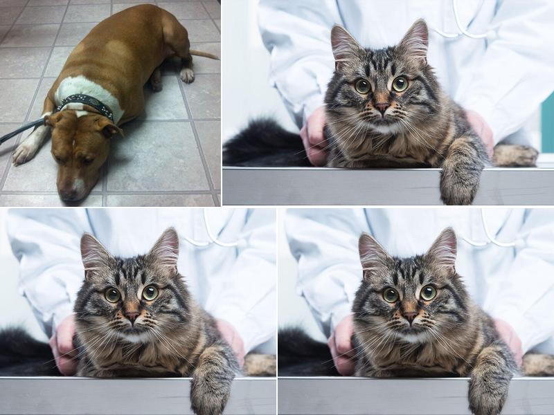 North Heights Veterinary Clinic