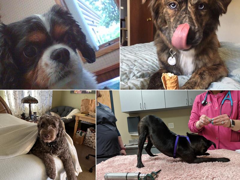 Country View Animal Hospital