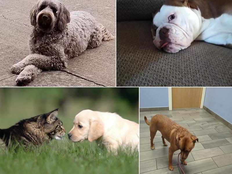 Northside Pet Hospital