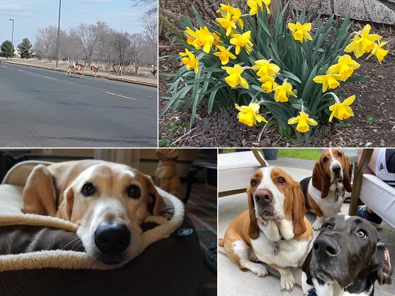 Brakken Veterinary Clinic