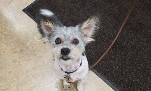 West Allis Animal Hospital Inc: Mentjes David S DVM