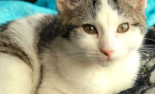 Hillcrest Veterinary Service 30634 Four Farm Rd, Dakota Minnesota 55925