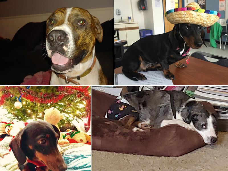 South Jefferson Veterinary Hospital