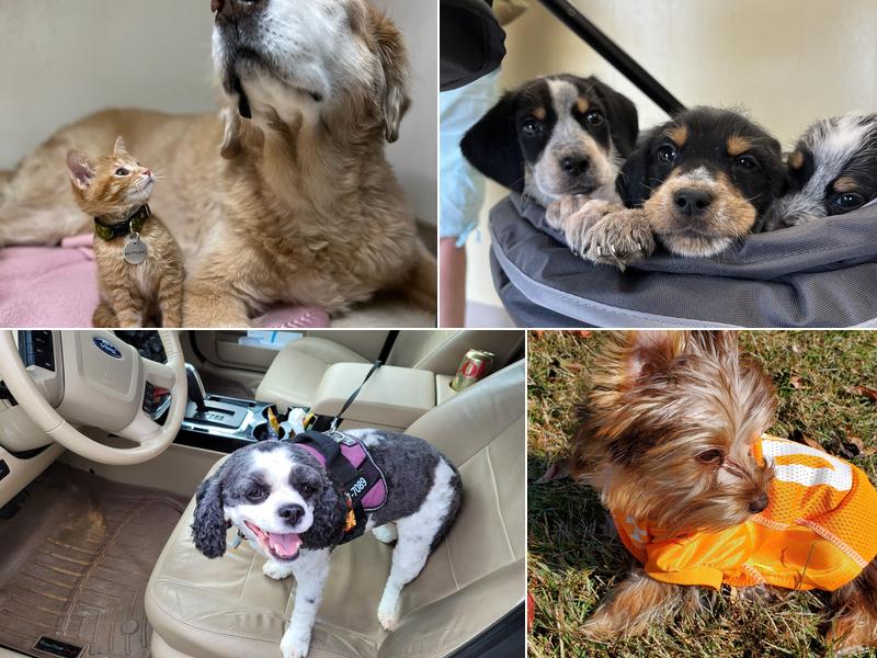 Fairview Animal Hospital