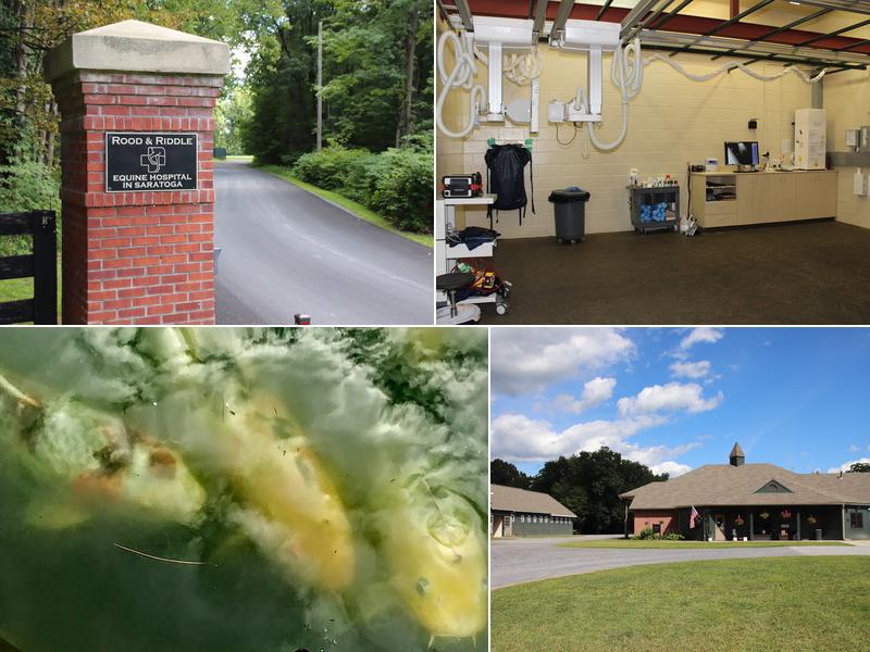 Rood & Riddle Equine Hospital in Saratoga