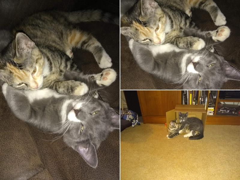 Red Fern Spay & Neuter