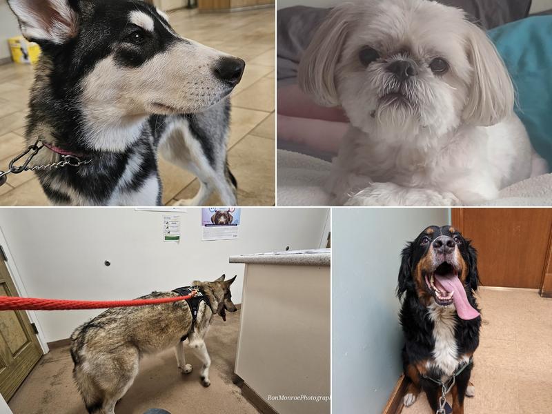 Champlain Veterinary Clinic