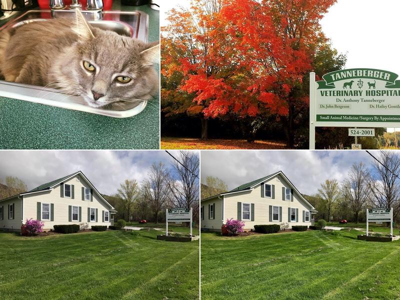 Tanneberger Veterinary Hospital