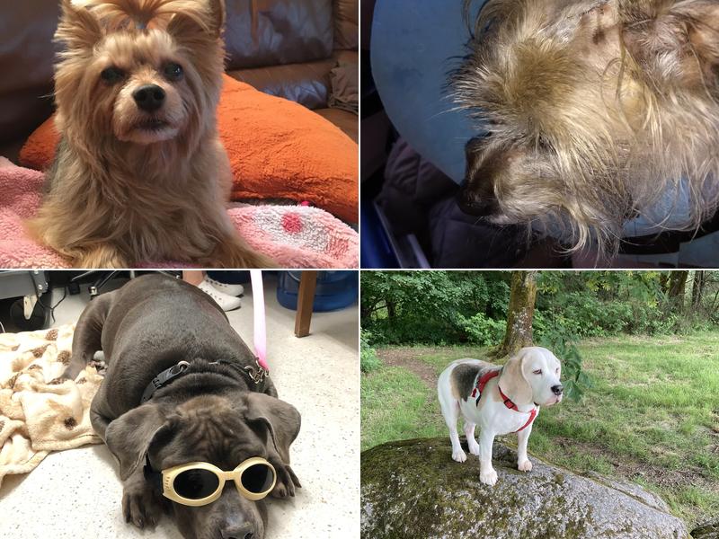 A Valley Animal Hospital