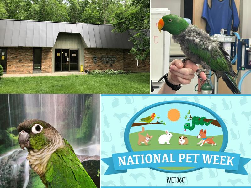 Shelburne Veterinary Hospital