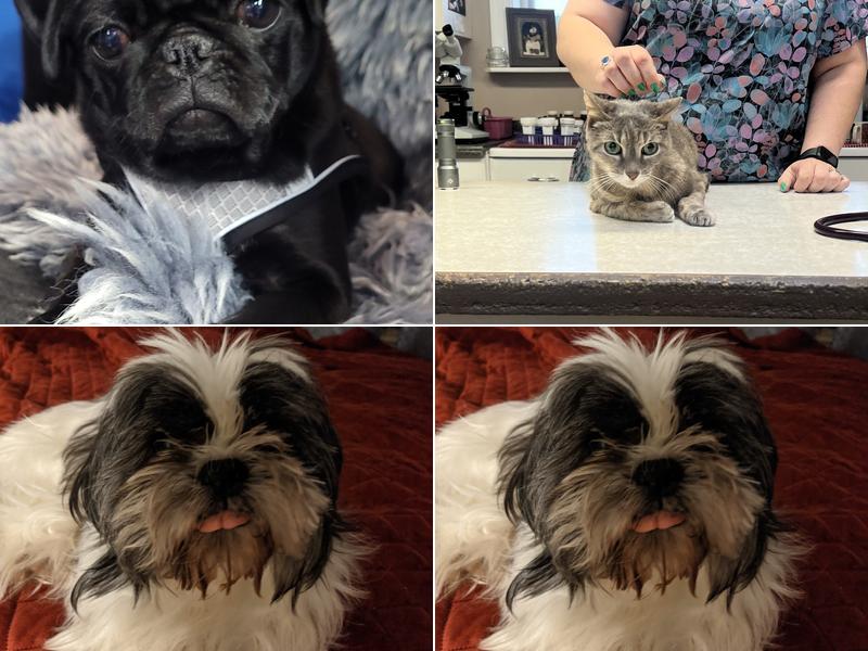 Elmbrook Veterinary Services