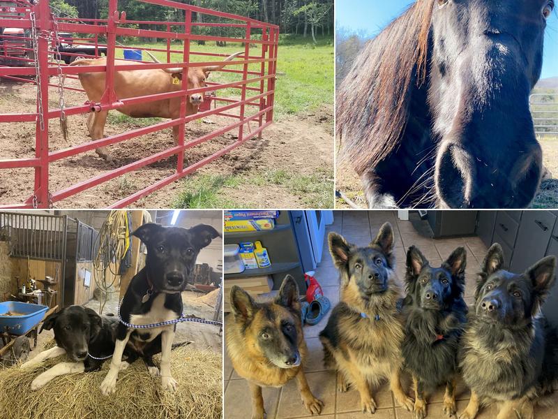 Riverview Animal Hospital