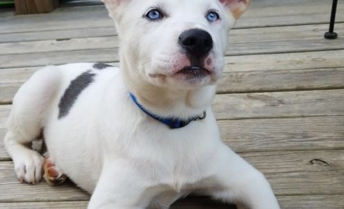 Asheville Highway Animal Hospital: Kendrick Ricardo DVM