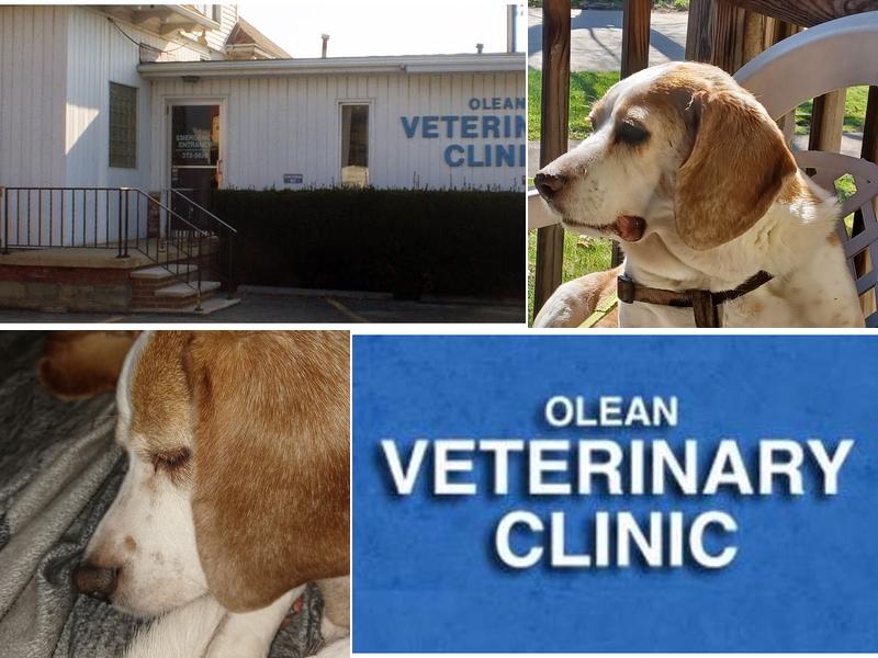 Olean Veterinary Clinic