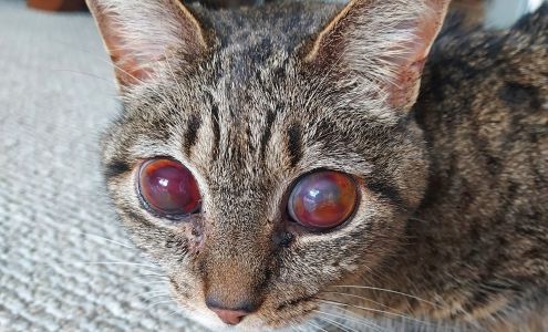 Ridgefield Animal Hospital Morristown