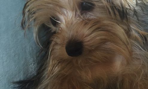 Dr. Richard H. Hewitt, DVM Morristown