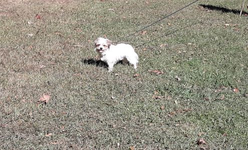 Jacksboro Veterinary Services